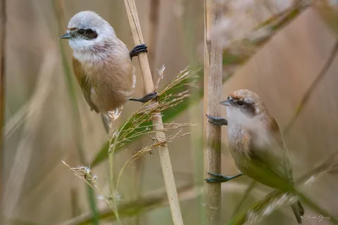 Rémiz penduline