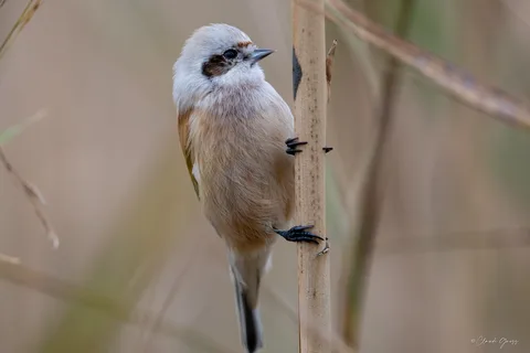 Rémiz penduline