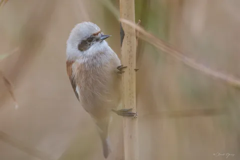 Rémiz penduline