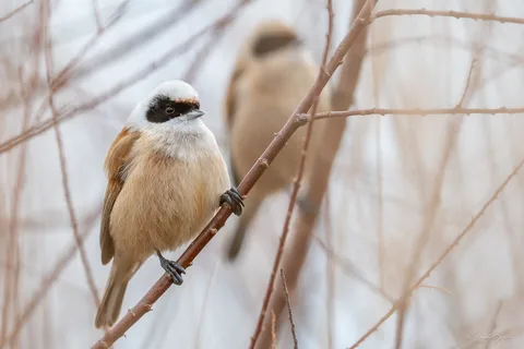 Rémiz penduline