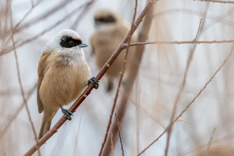 Rémiz penduline