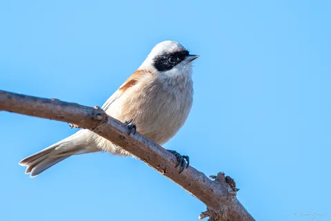 Rémiz penduline