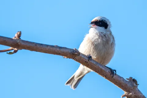 Rémiz penduline