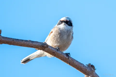 Rémiz penduline