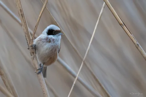 Rémiz penduline