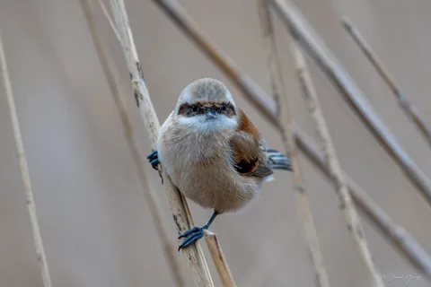 Rémiz penduline