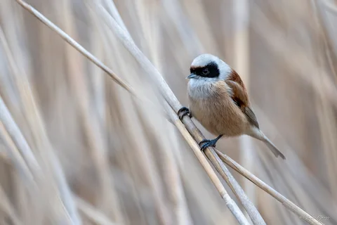 Rémiz penduline