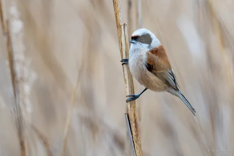 Rémiz penduline