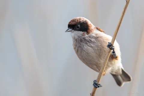 Rémiz penduline