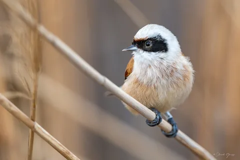 Rémiz penduline