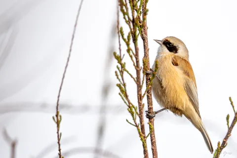 Rémiz penduline