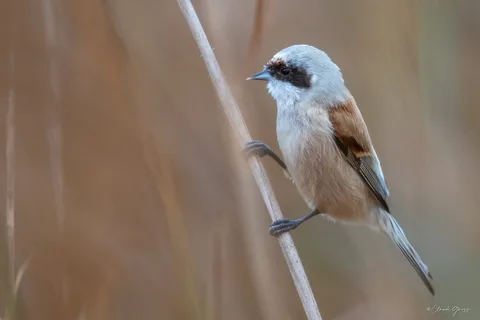 Rémiz penduline