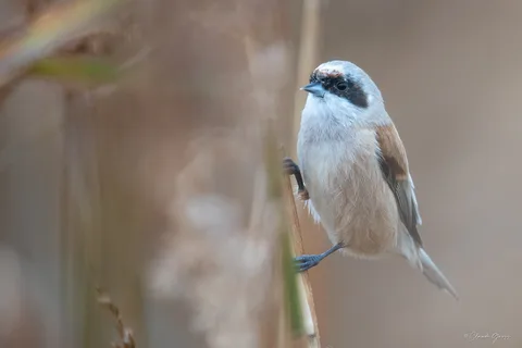 Rémiz penduline