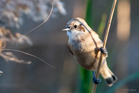 Rémiz penduline
