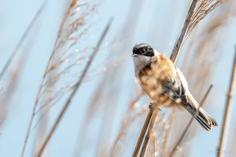 Rémiz penduline