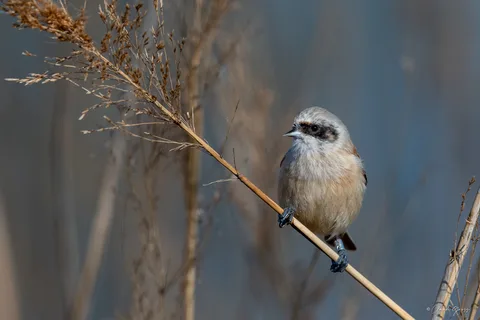 Rémiz penduline