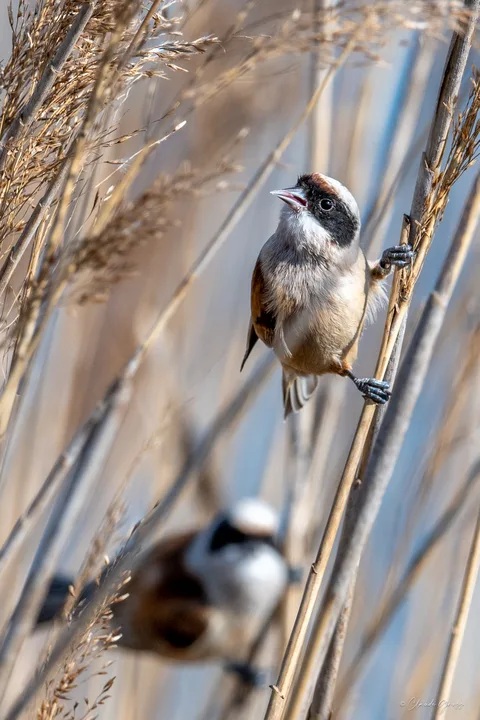Rémiz penduline