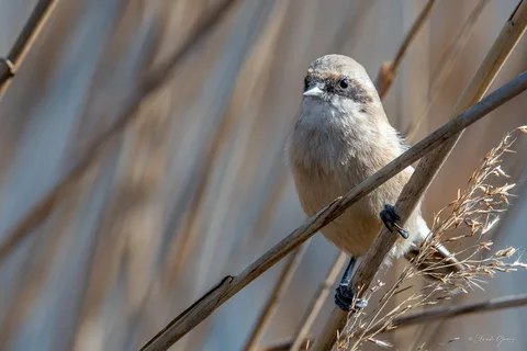 Rémiz penduline