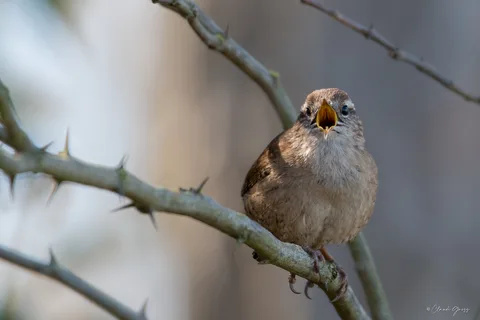 Troglodyte mignon