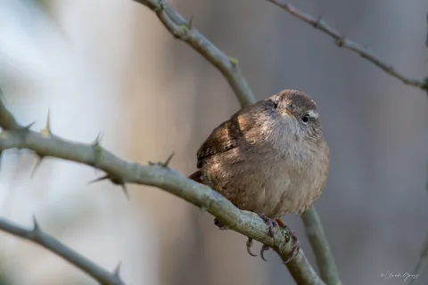 Troglodyte mignon