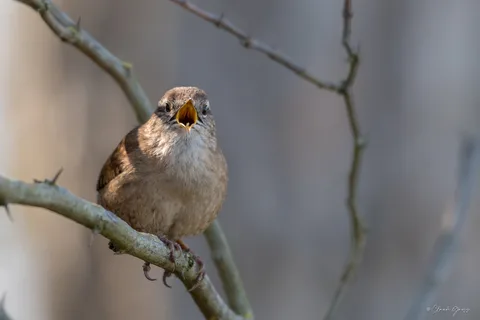Troglodyte mignon