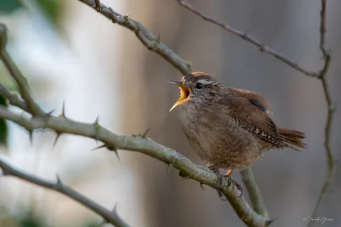 Troglodyte mignon