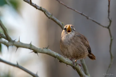 Troglodyte mignon
