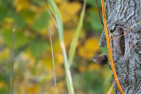 Troglodyte mignon