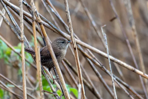 Troglodyte mignon