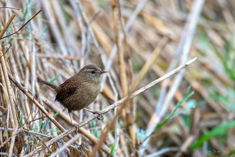 Troglodyte mignon