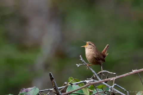Troglodyte mignon