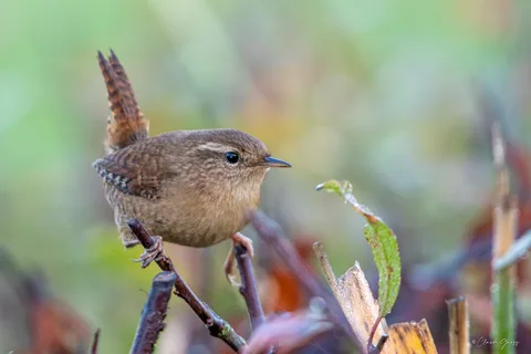 Troglodyte mignon