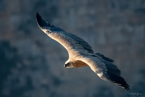 Vautour fauve