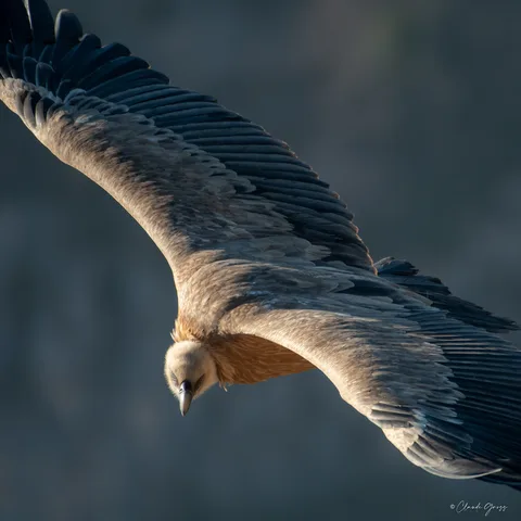 Vautour fauve