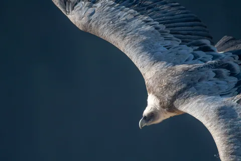 Vautour fauve