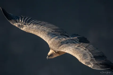 Vautour fauve