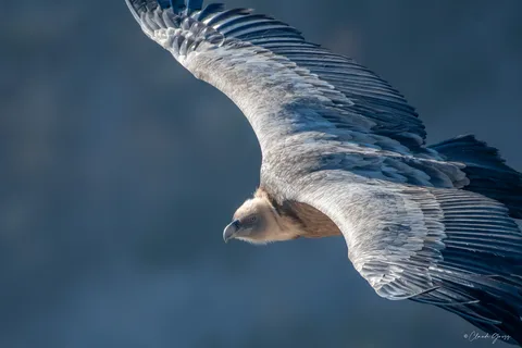 Vautour fauve