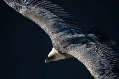 Vautour fauve