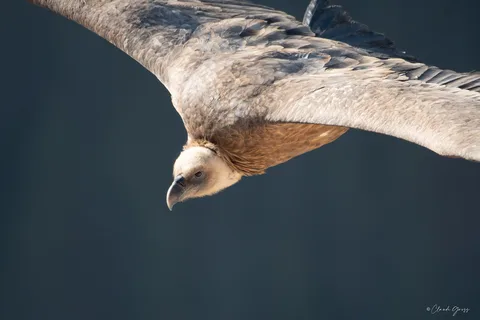 Vautour fauve