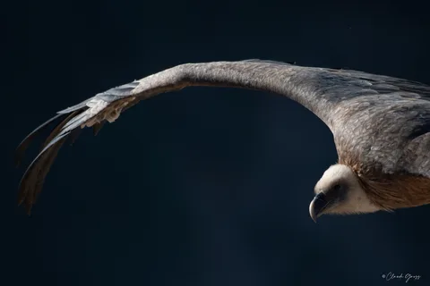 Vautour fauve
