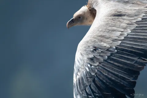 Vautour fauve