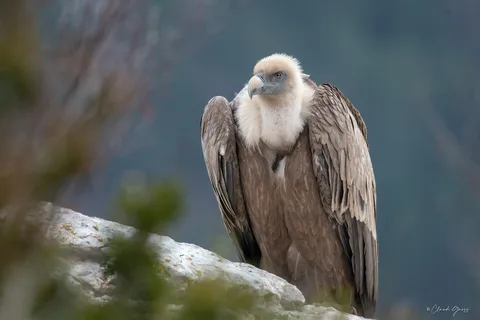 Vautour fauve