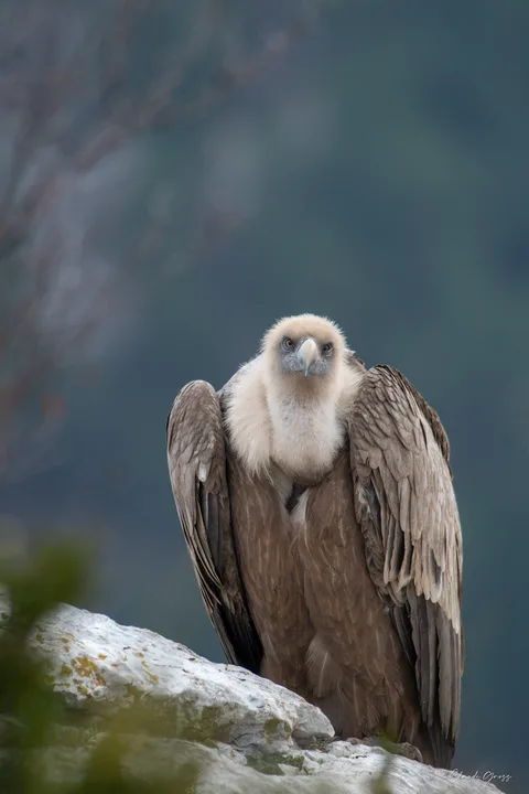 Vautour fauve