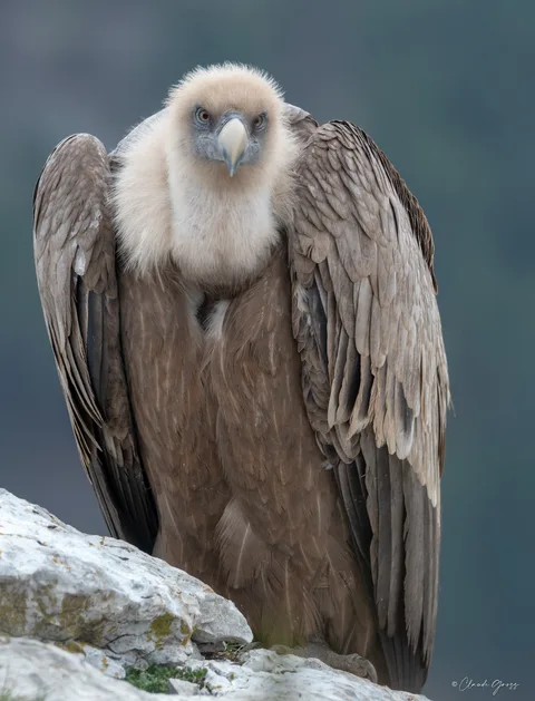 Vautour fauve