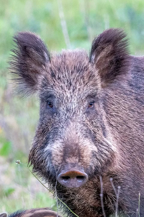 Sanglier