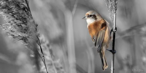 Rémiz penduline