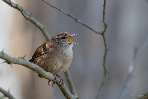 Troglodyte mignon