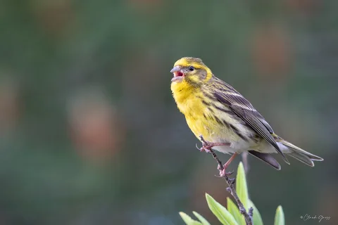 Serin cini
