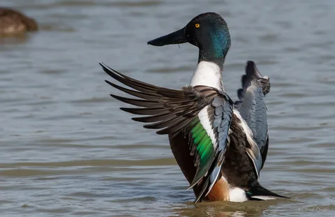 Canard souchet