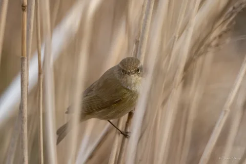 Pouillot véloce